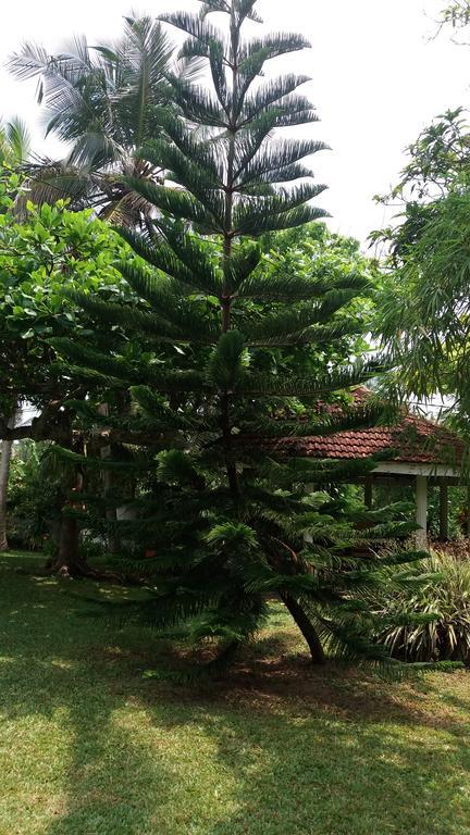 4 Seasons Guesthouse Hikkaduwa Kültér fotó
